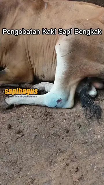 Pengobatan-Kaki-Sapi-Bengkak